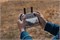 Пульт DJI RC 2 163122661