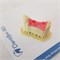 Фотополимерная смола Fun To Do Dentifix-3D Gingiva HR (1кг) 1451906189